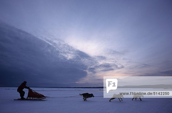 Canada  Arctic scene with dog sledding