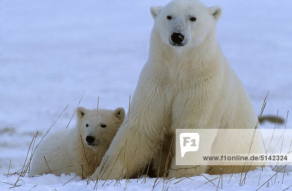 Kanada  Manitoba  Churchill  Eisbär (Ursus Maritimus  Thalassarctos Maritimus)