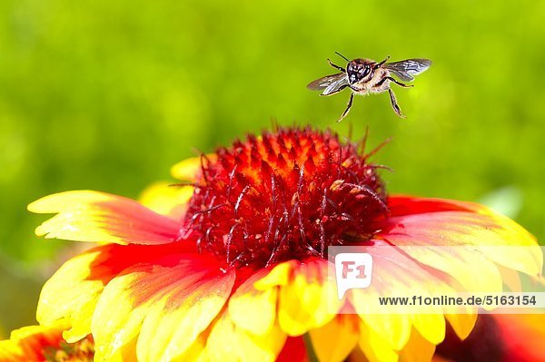 Honigbiene sucht Nahrung