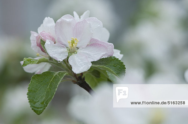 Deutschland  Bayern  Nahaufnahme der Apfelblüte im Garten