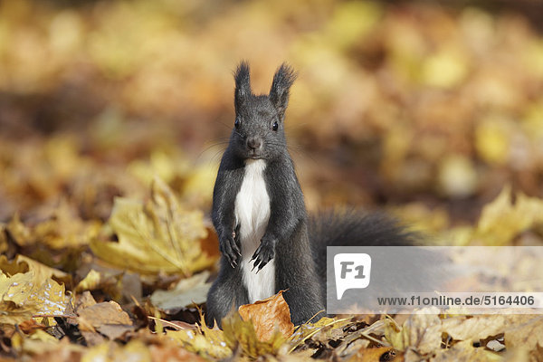 Deutschland  München  Nahaufnahme von europäischem Eichhörnchen auf getrockneten Blättern