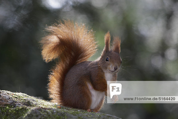 Deutschland  München  Nahaufnahme des europäischen roten Eichhörnchens auf Felsen