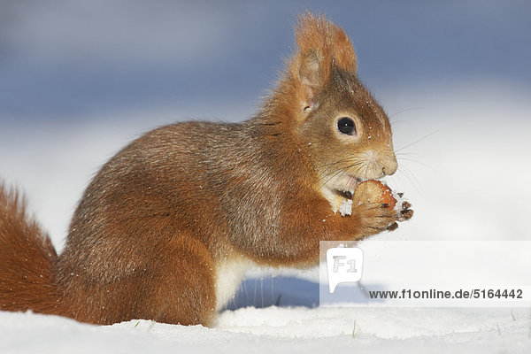 Deutschland,  München,  Nahaufnahme des europäischen roten Eichhörnchens auf Schnee