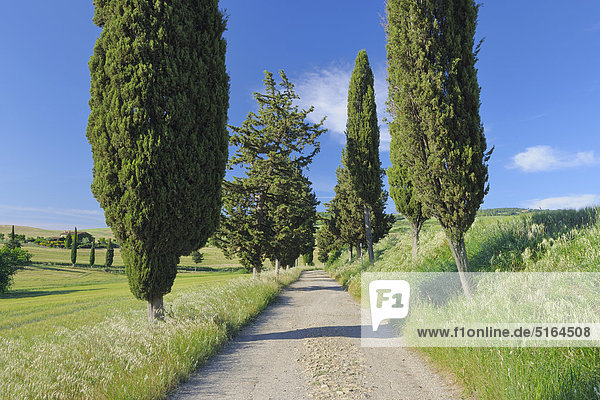 Italien  Toskana  Provinz Siena  Val d'Orcia  Pienza  Blick auf Zypressen entlang des Feldweges