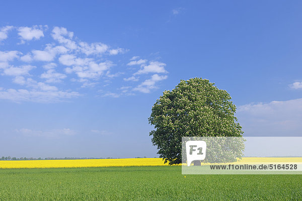 Deutschland  Mecklenburg-Vorpommern  Blick auf einzeln blühende Rosskastanie mit Rapsfeld im Hintergrund