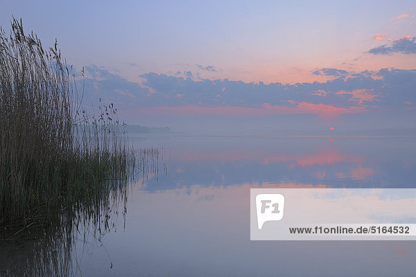 Deutschland  Mecklenburg-Vorpommern  Mecklenburger Seenplatte  Plau am See  Blick auf Sonnenaufgang mit Schilf und Spiegelung im See