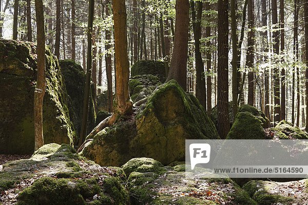 Deutschland  Bayern  Franken  Oberfranken  Fränkische Schweiz  Pottenstein  Druidenhain  Wohlmannsgesees  Blick auf Moos auf Felsen