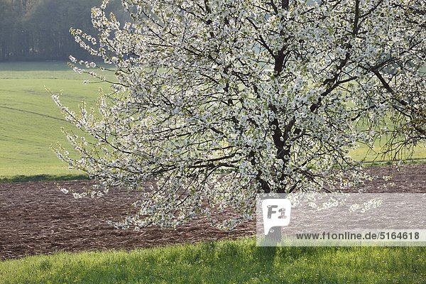 Deutschland  Bayern  Franken  Oberfranken  Fränkische Schweiz  Blick auf Süßkirschenblüte im Feld