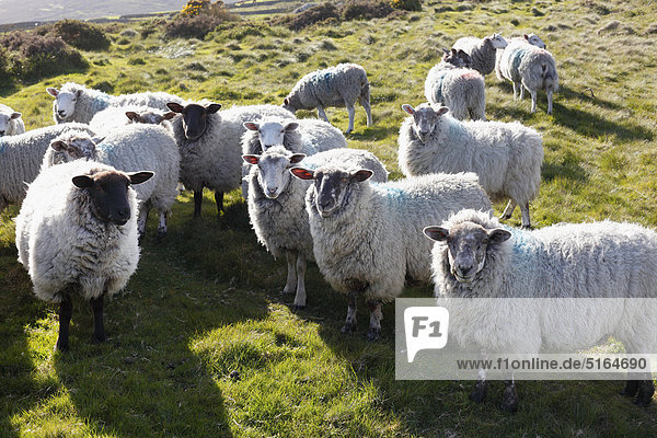 Vereinigtes Königreich  Nordirland  County Down  Blick auf Schafe im Gras