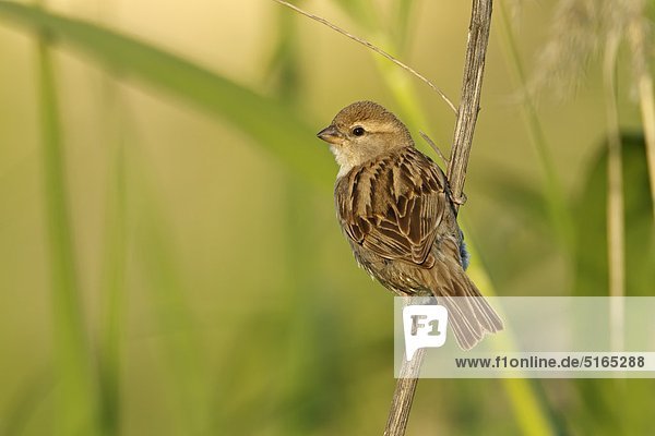 Dead Sea Sparrow  Passer moabiticus