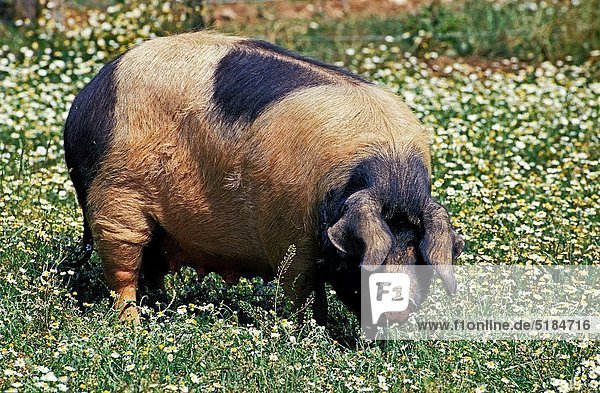 Limousin Pig  a French Breed  Female standing in Flowers