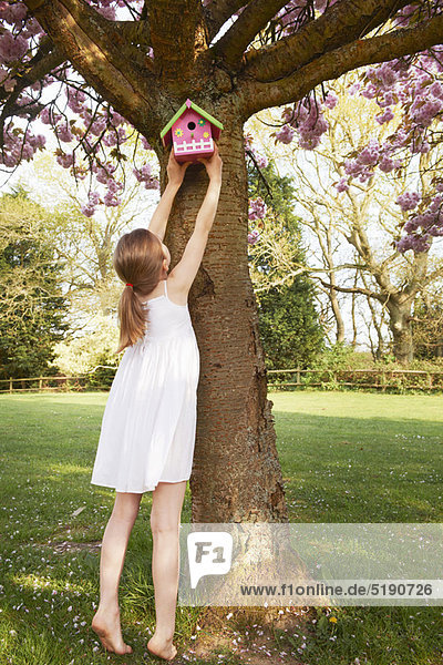 Girl hanging birdhouse in tree