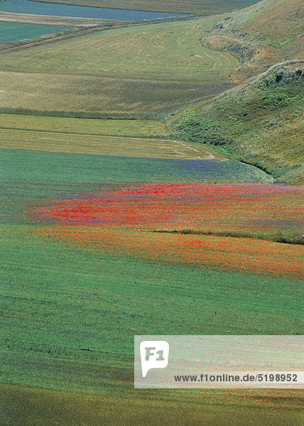 Mohn- und Kornblumen in Felderlandschaft  Pian Grande  Umbrien  Italien