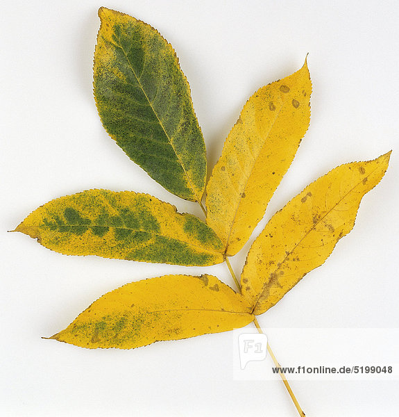 Esche  Gelbe Herbstblätter