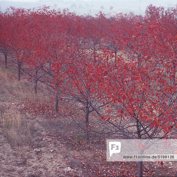 Kleine Herbstbäume mit roten Blättern