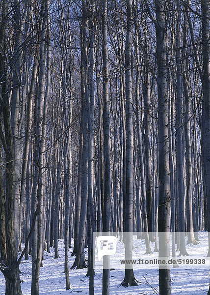 Laubwald im Winter