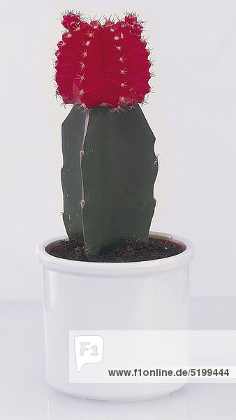 Kleiner  Roter Kaktus  Im Topf