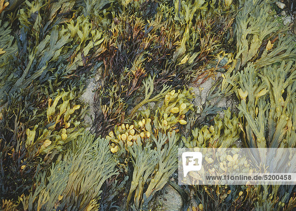 Algenpflanzen auf Felsen  Seetang