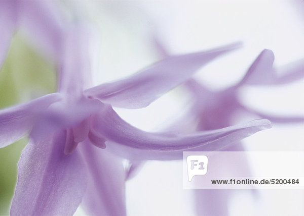 Lila Blüten  Detail