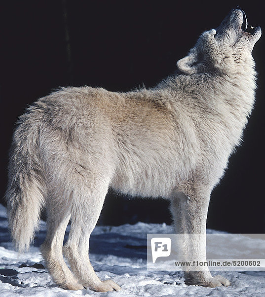 Polarwolf  heulend