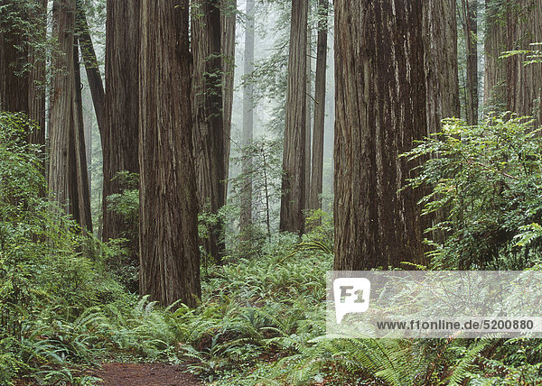 Wald von Sequoia-Bäumen  Baumstämme und Farne  USA