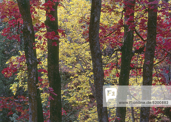 Herbstwald  Bäume mit roten und gelben Blättern