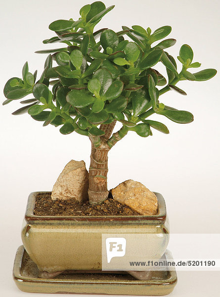 Pfennigbaum als Bonsaipflanze Im Topf