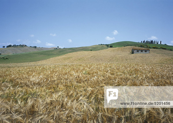 Getreidefeld  Toskana  Italien