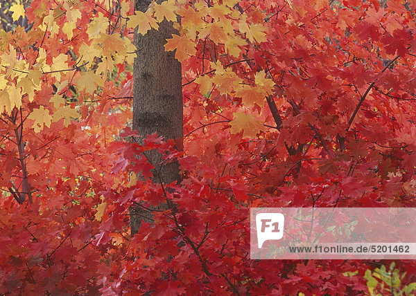 Rotes Herbstlaub an Baum  Colorado  USA