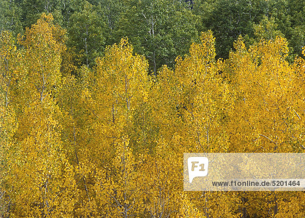 Gelbes Herbstlaub an Bäumen  Colorado  USA