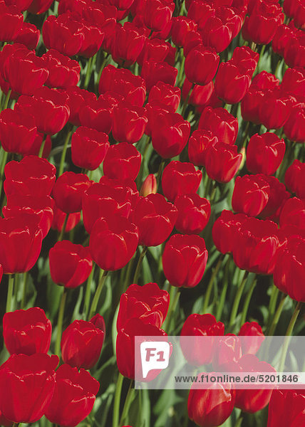 Rote Tulpen  Tulpenfeld