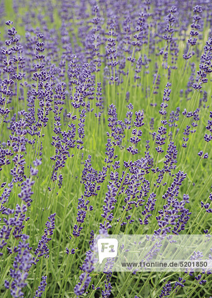 Blühender Lavendel