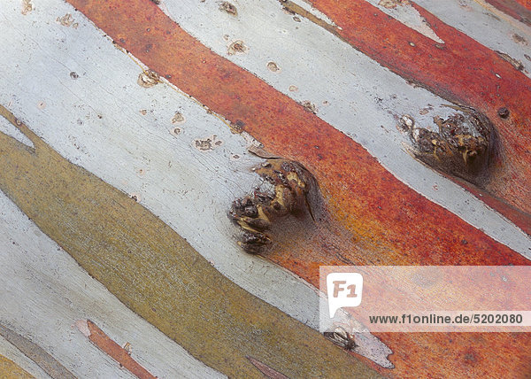 Baumrinde  orange und weiß gestreift