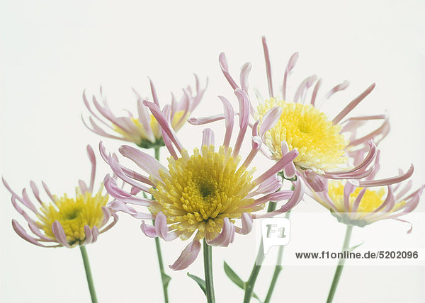 Gelb-rosa Blüten  Chrysantemen  Grandiflorum-Hybride