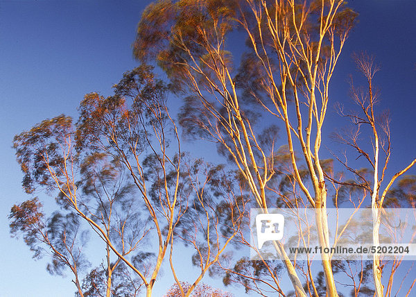 Eukalyptusbäume im Abendlicht  Windbewegung  Victoria  Australien