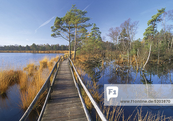Lüneburger Heide  Grundloses Moor bei Walsrode  Niedersachsen  Deutschland