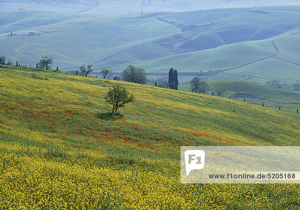 Blühende Felder in Hügellandschaft  Toskana  Italien