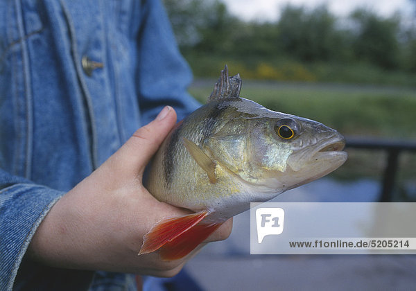 Angler hält gefangenen Fisch in der Hand  Detail