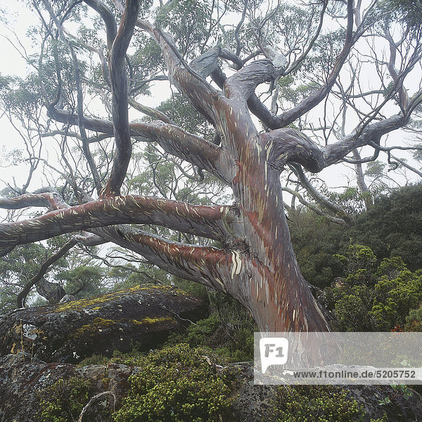 Großer alter Baum an Berghang Regenwald Tasmanien Australien