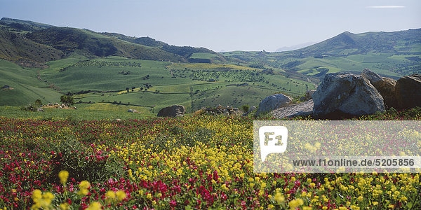 Blumenwiese  Hügellandschaft  Sizilien  Italien
