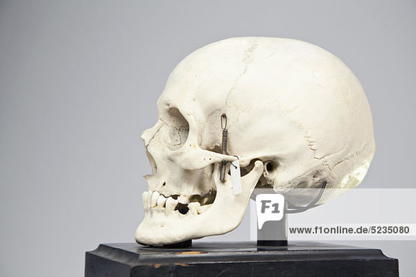 Side view of a human skull