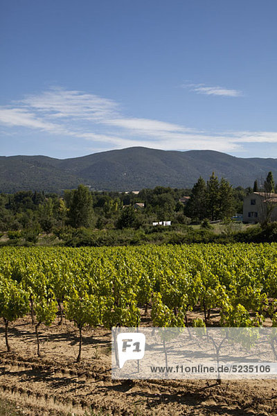 View of vineyards and mountains in a rural setting