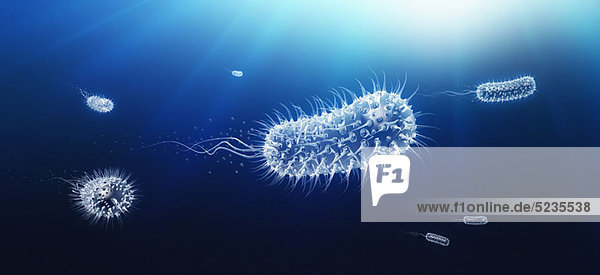 Mikroskopische Ansicht des durch den Körper schwimmenden Bazillenbakteriums