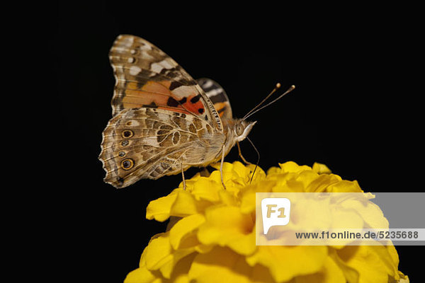 Ein Painted Lady Schmetterling (Vanessa cardui) sitzt auf einer Blume