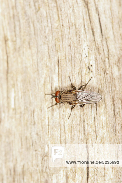 Eine Stubenfliege (Musca domestica) steht auf einem Stück Totholz.