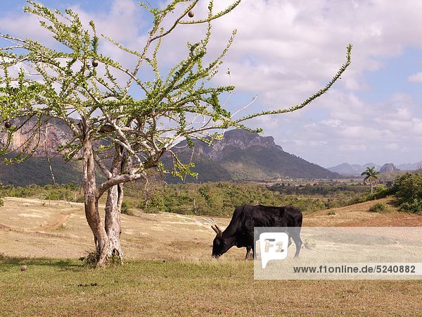 Kuba  Pinar del Rio  Kuh grasend in der Nähe von Bäumen in der Landschaft