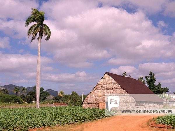 Kuba  Pinar del Rio  Blick auf Tabakfeld mit Holzscheune zum Trocknen von Tabak