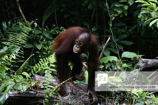 Indonesia Borneo Tanjunj Puting National Park View of Bornean orangutan in forest