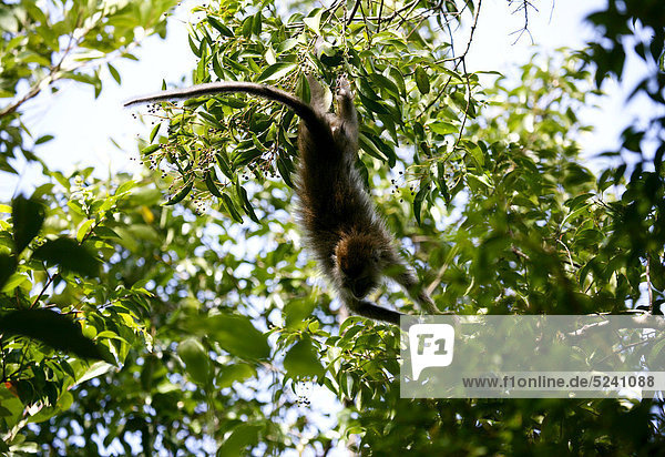 Indonesien  Borneo  Tanjunj Puting Nationalpark  Blick auf Langschwanz-Makakak im Wald
