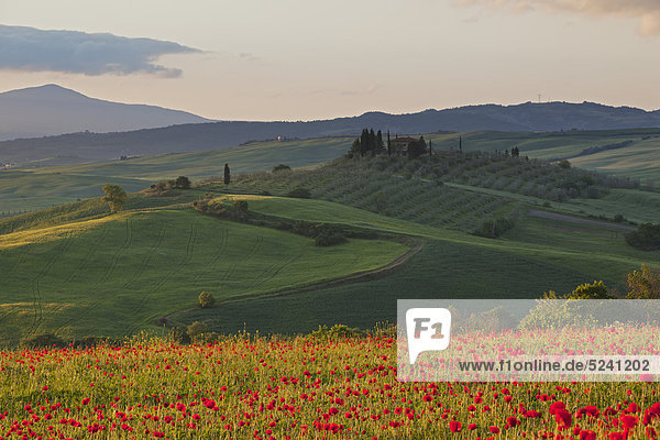 Italien  Toskana  Kreta  Blick auf das Mohnfeld vor der Farm bei Sonnenaufgang